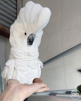 Umbrella Cockatoo parrots for sale 